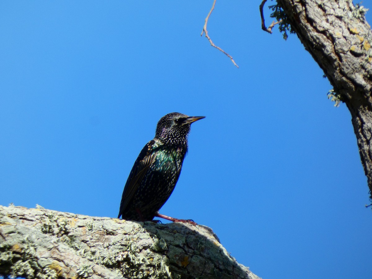 European Starling - ML646072851