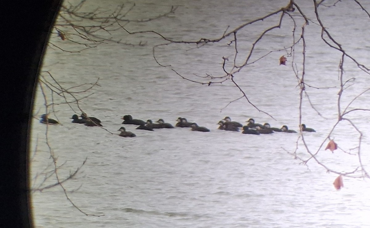 turpan žlutozobý - ML646072855