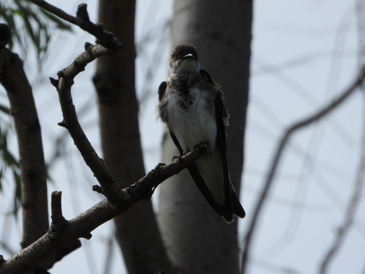 Brown-chested Martin - ML646072860