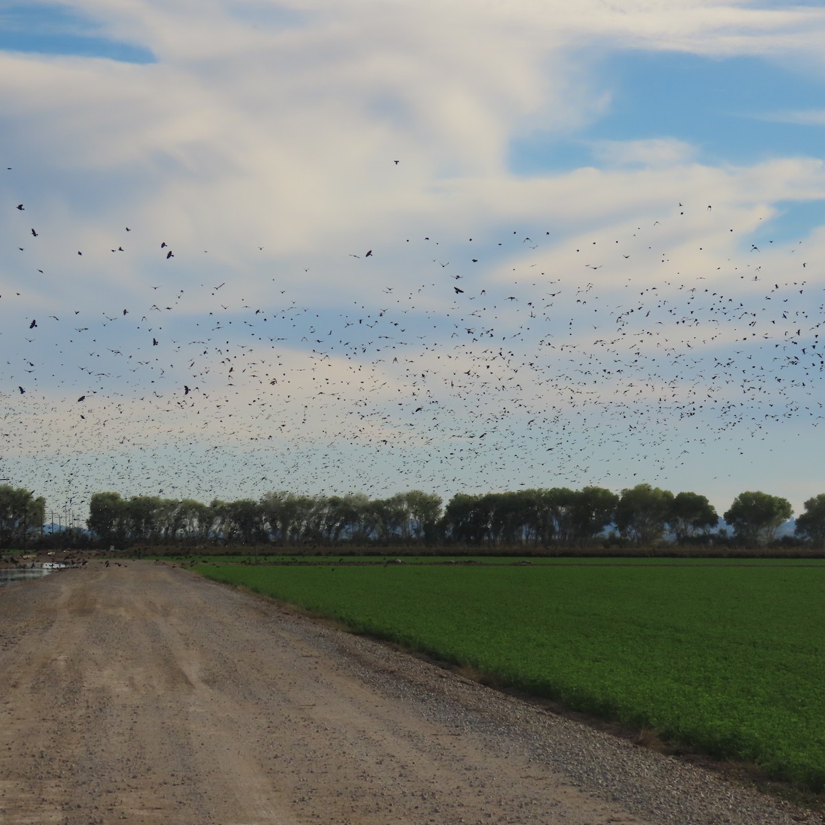 blackbird sp. - ML646072862