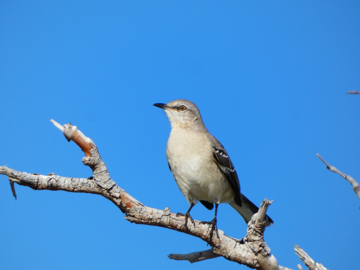 Northern Mockingbird - ML646072863
