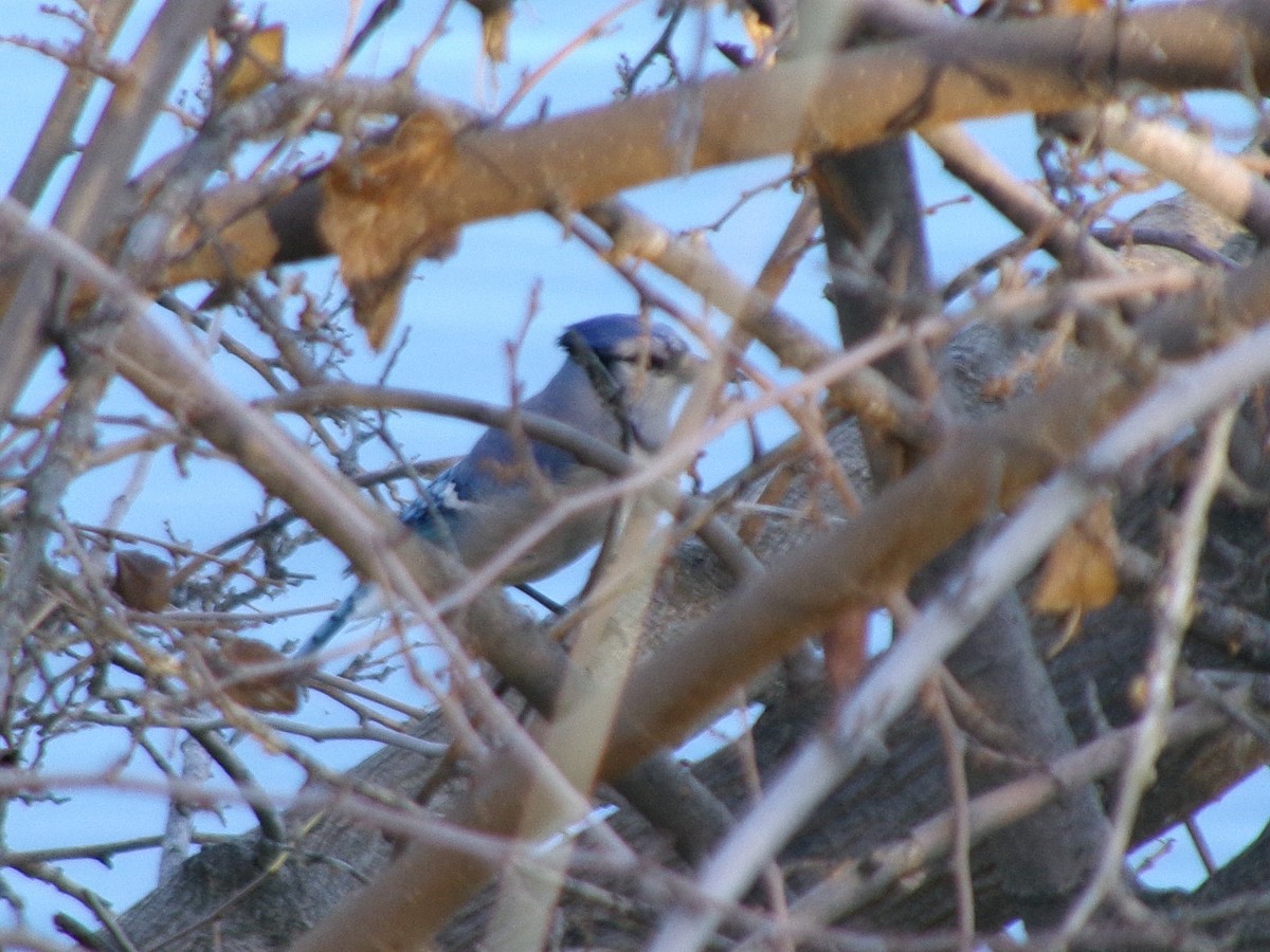 sojka chocholatá - ML646072864