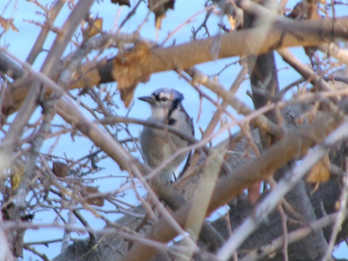 sojka chocholatá - ML646072865