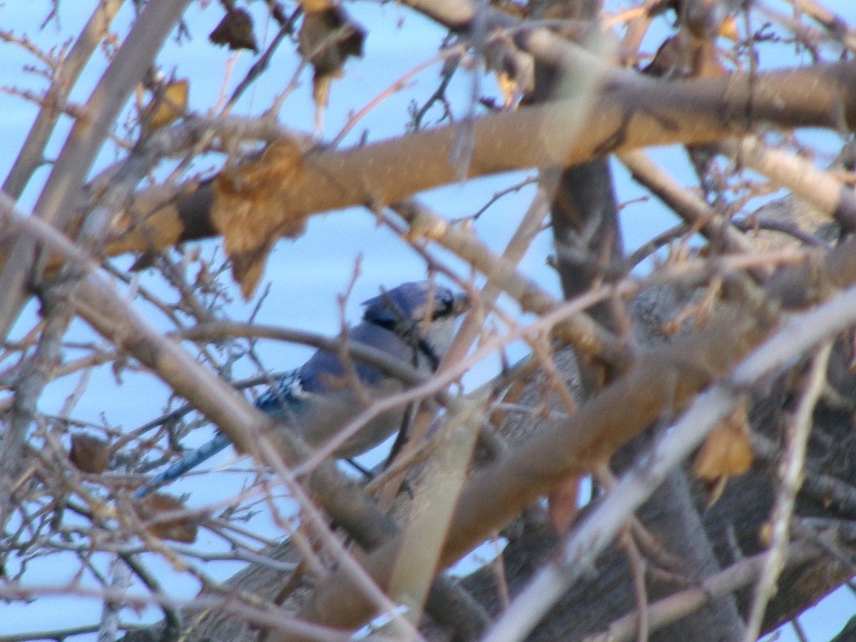 sojka chocholatá - ML646072866