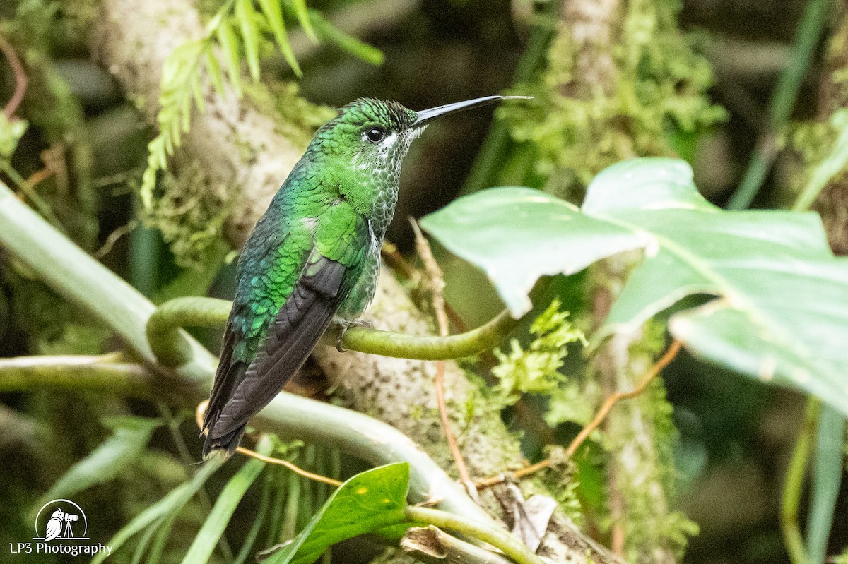 Green-crowned Brilliant - ML646072873