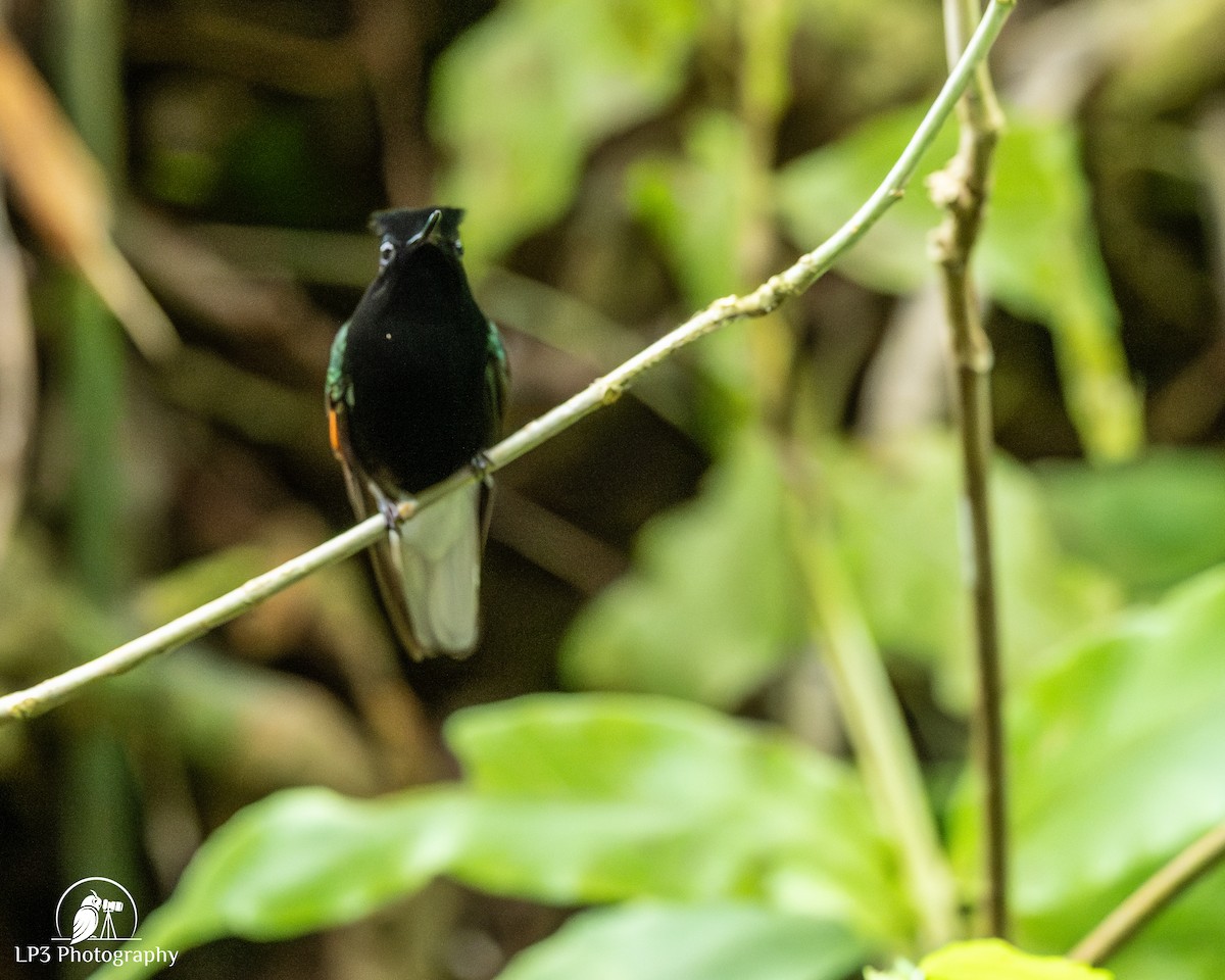 Black-bellied Hummingbird - ML646072877