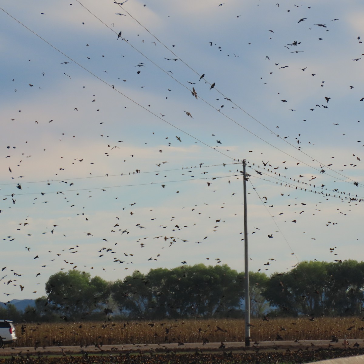 blackbird sp. - ML646072879