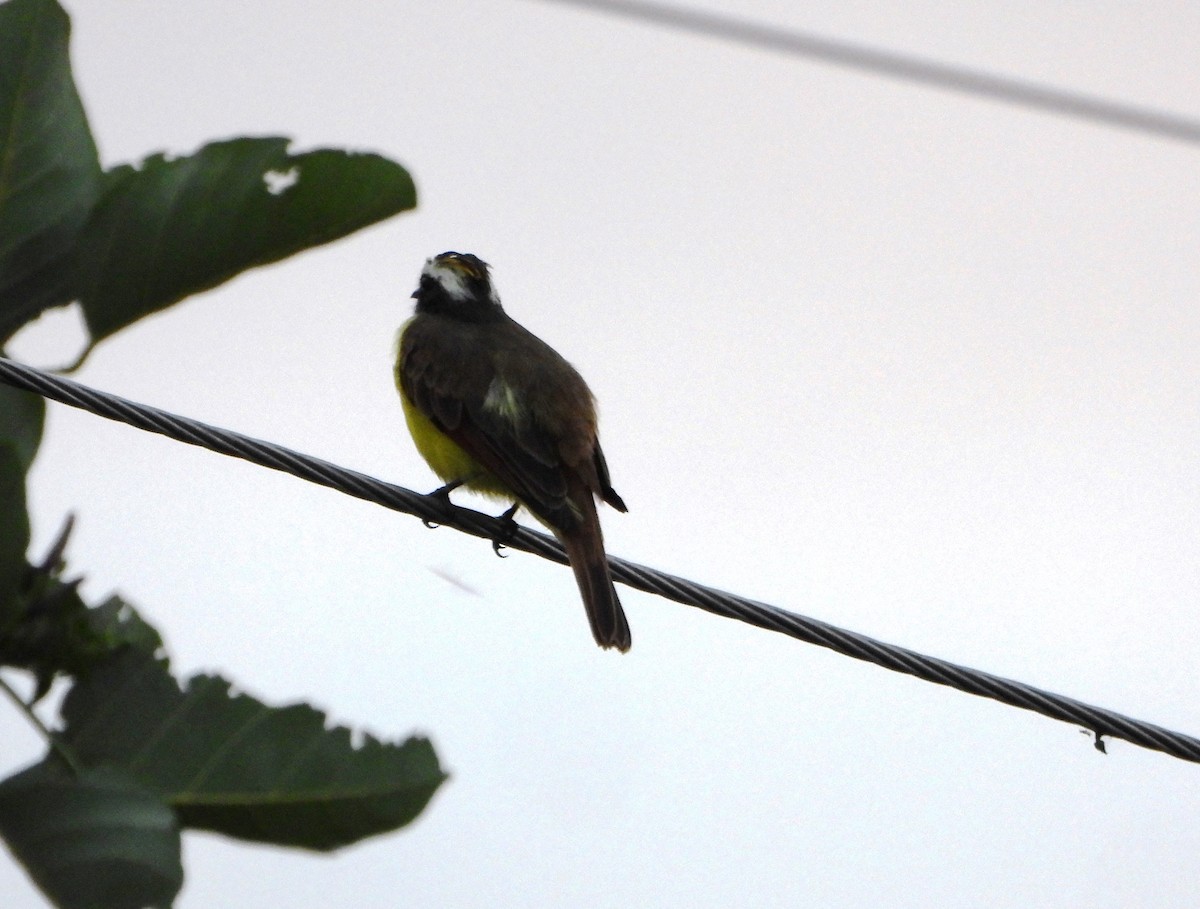 Красношапочный бентеви - ML646072880