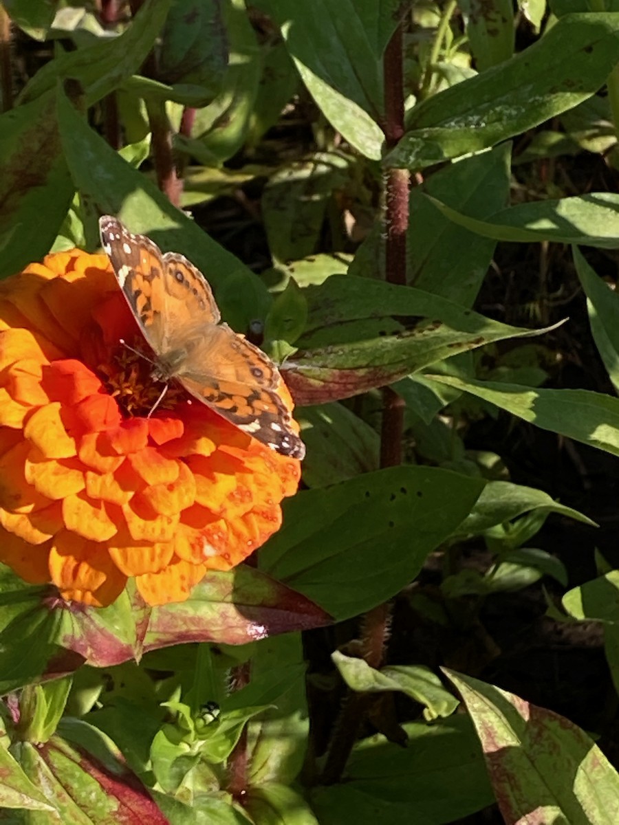 Animals - ML646072882