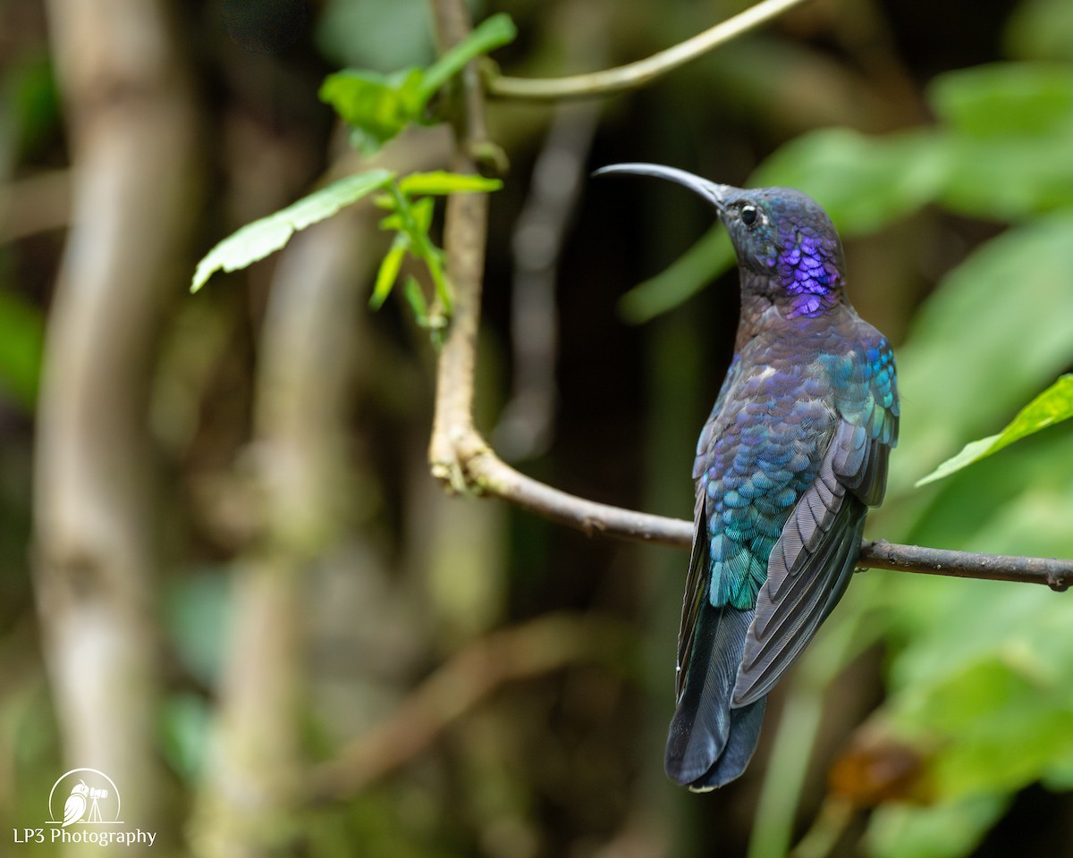 Violet Sabrewing - ML646072887