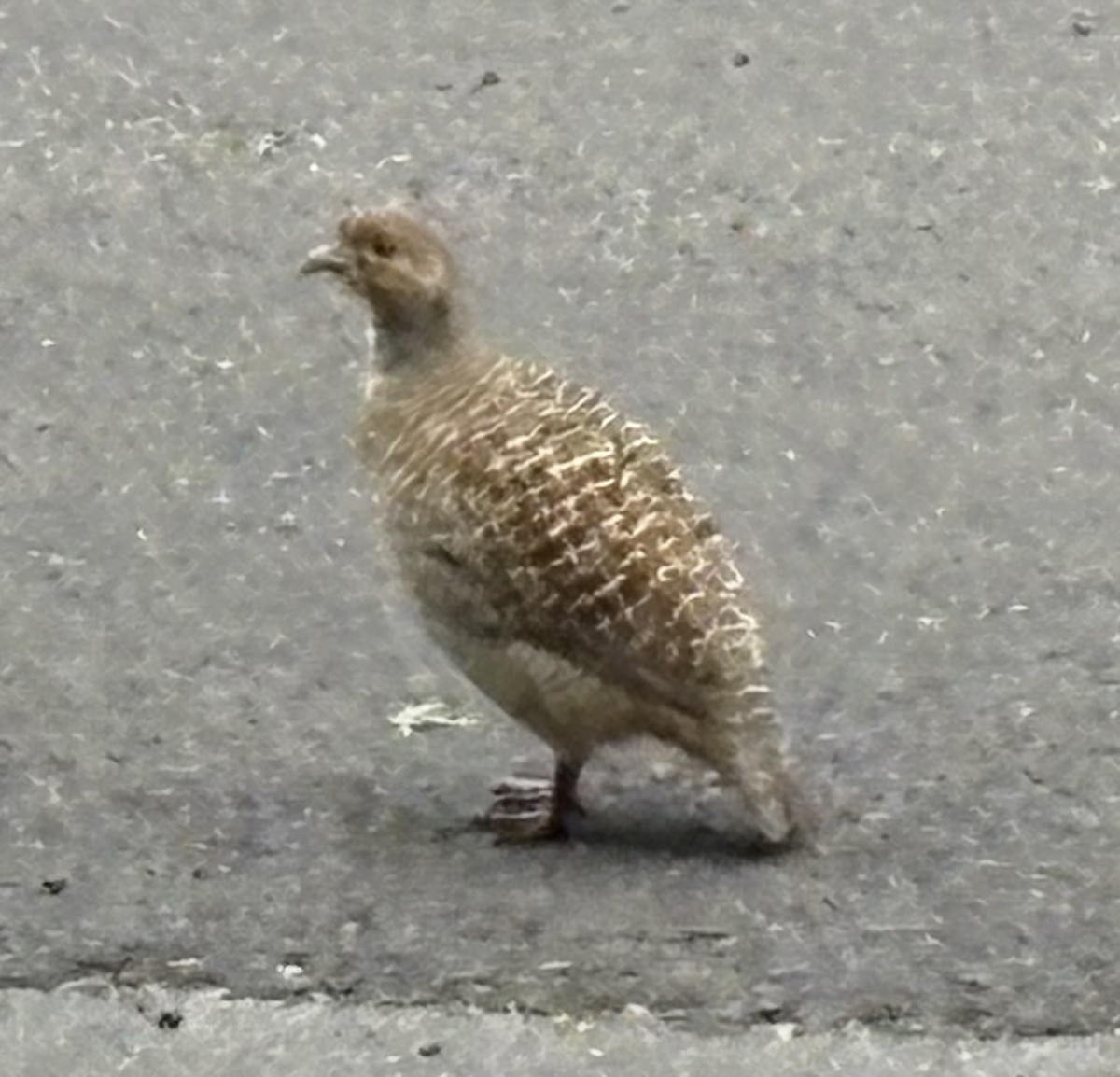 Gray Francolin - ML646072891