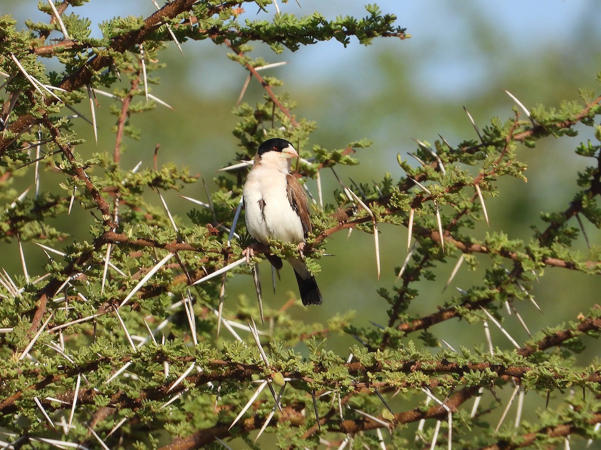 Black-capped Social-Weaver - ML646072892