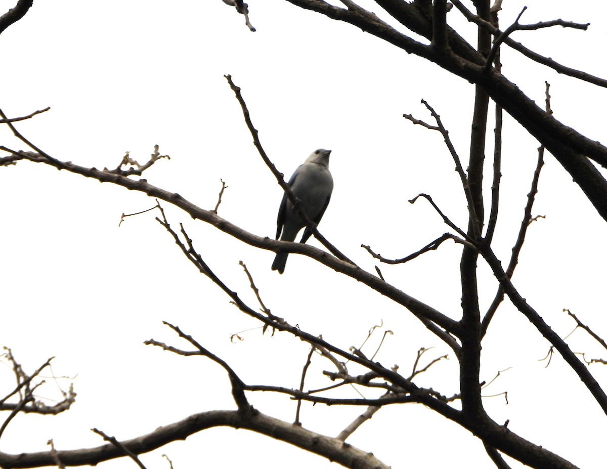 Blue-gray Tanager - ML646072893