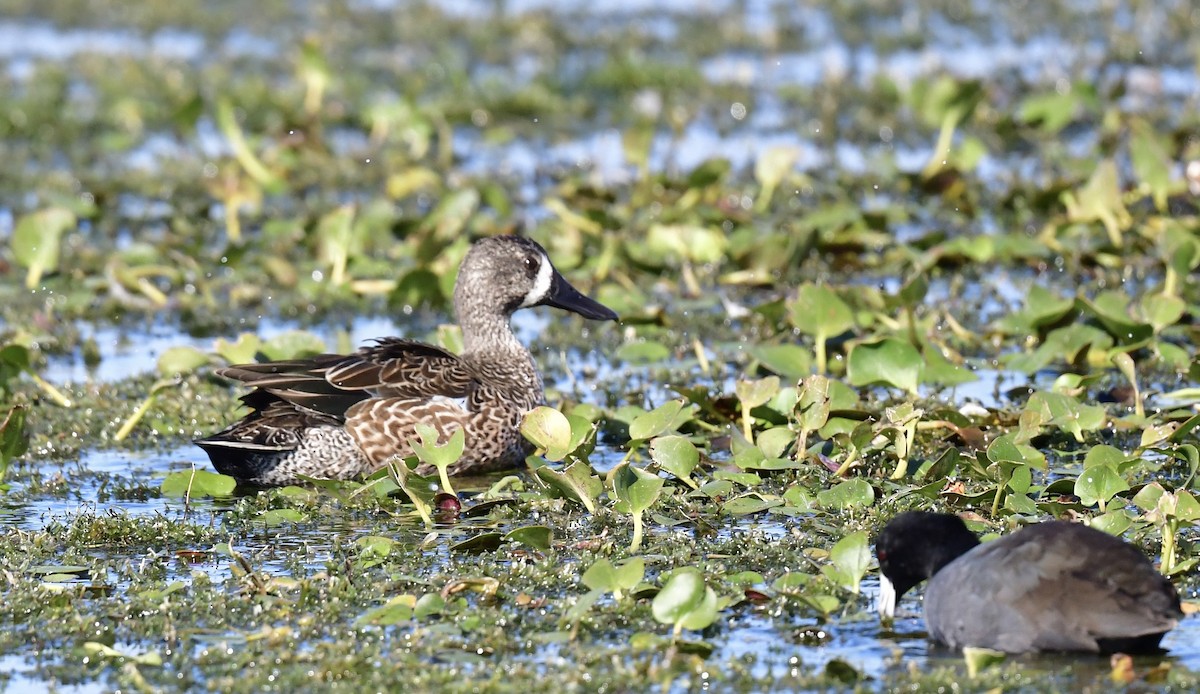 Blue-winged Teal - ML646072900