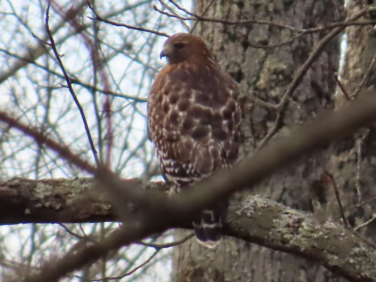 Red-shouldered Hawk - ML646072901