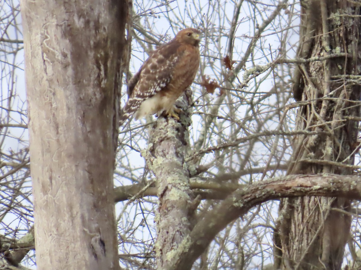 Red-shouldered Hawk - ML646072902