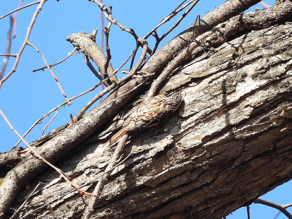 Brown Creeper - ML646072903