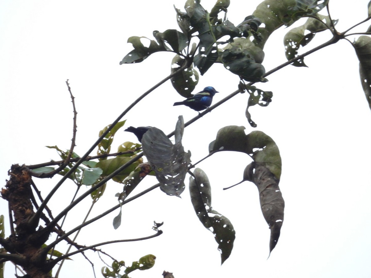 Танагра блакитношия - ML646072904