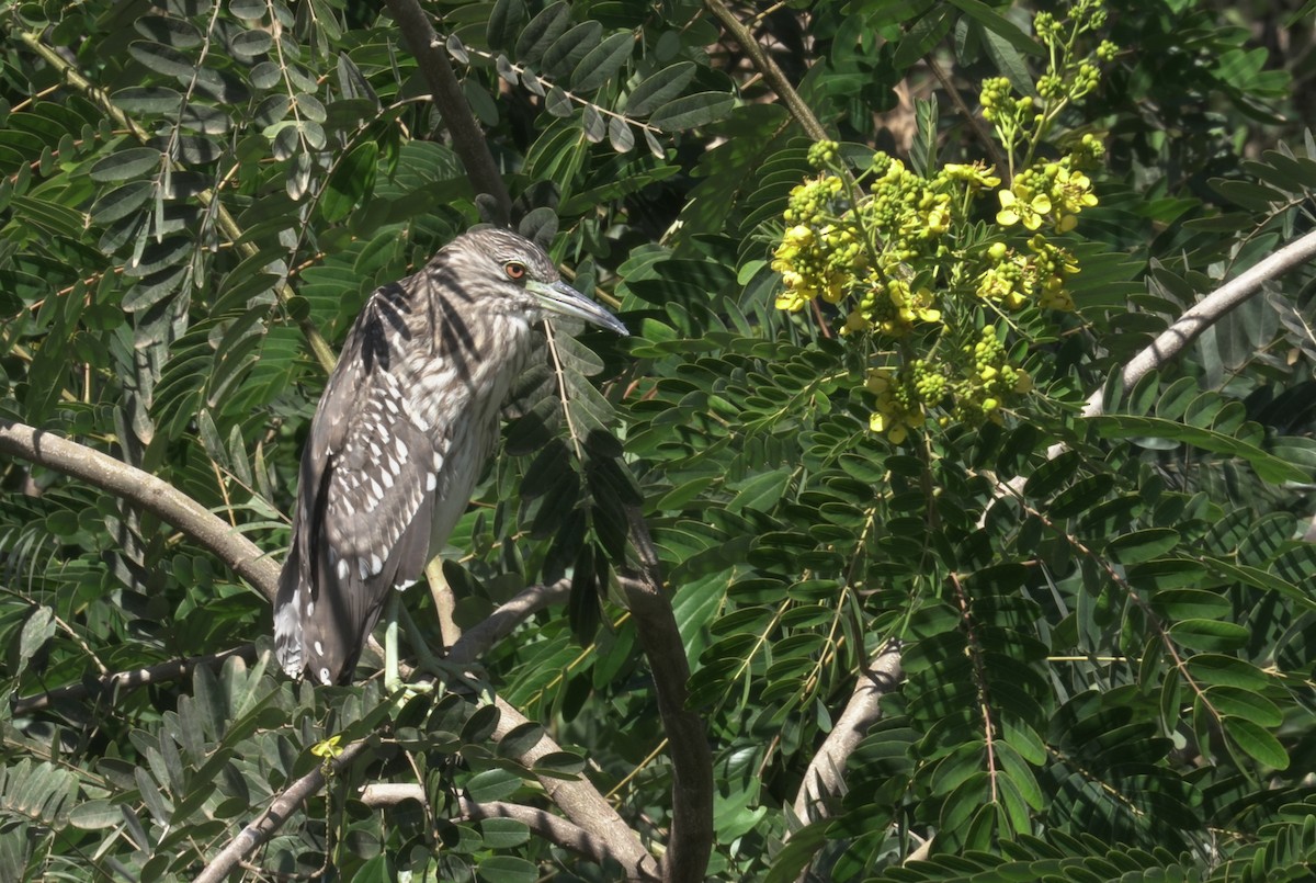 Black-crowned Night Heron - ML646072913