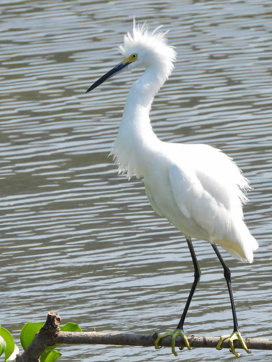 Snowy Egret - ML646072914