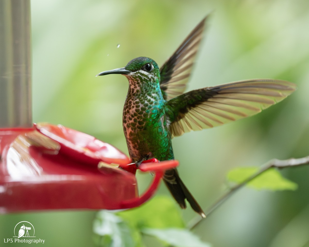 Green-crowned Brilliant - ML646072916