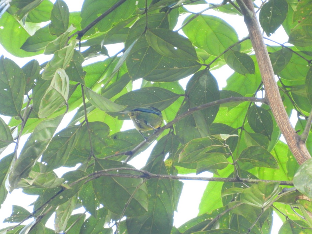 Green-and-gold Tanager - ML646072919