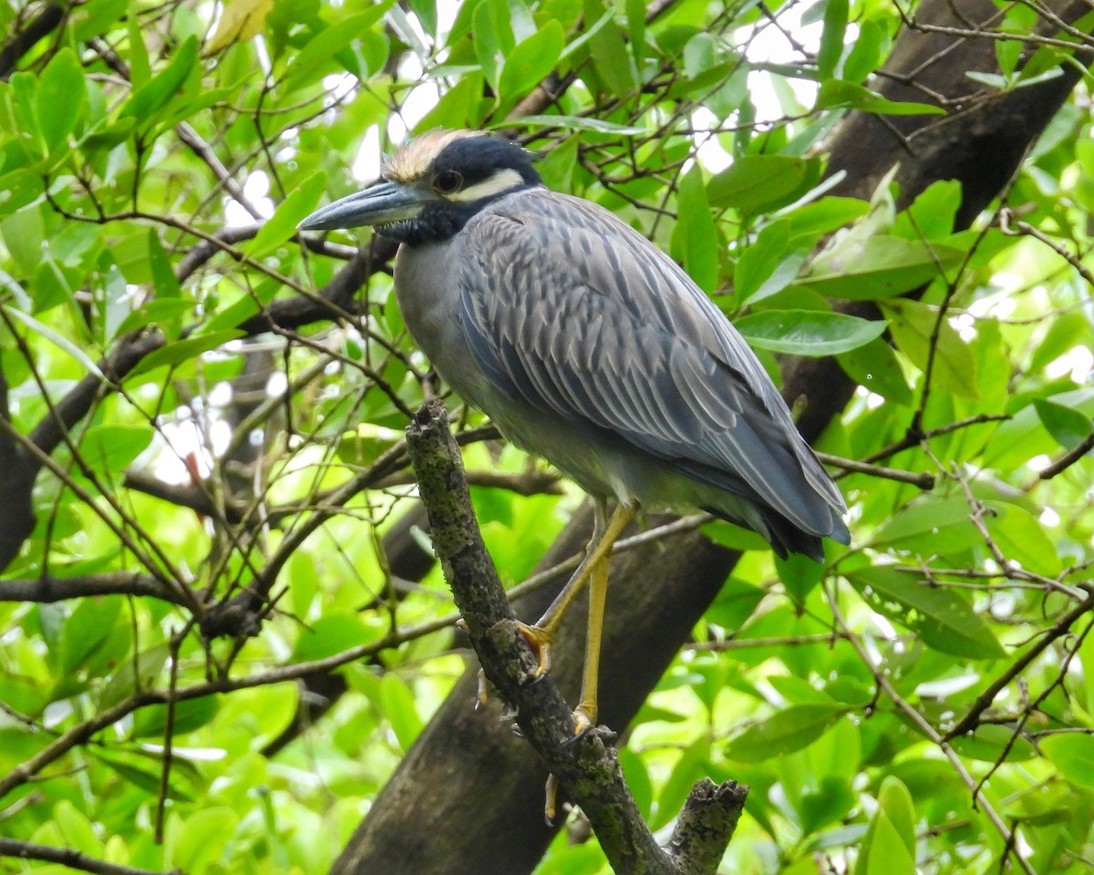 אנפת לילה צהובת-כיפה - ML646072920