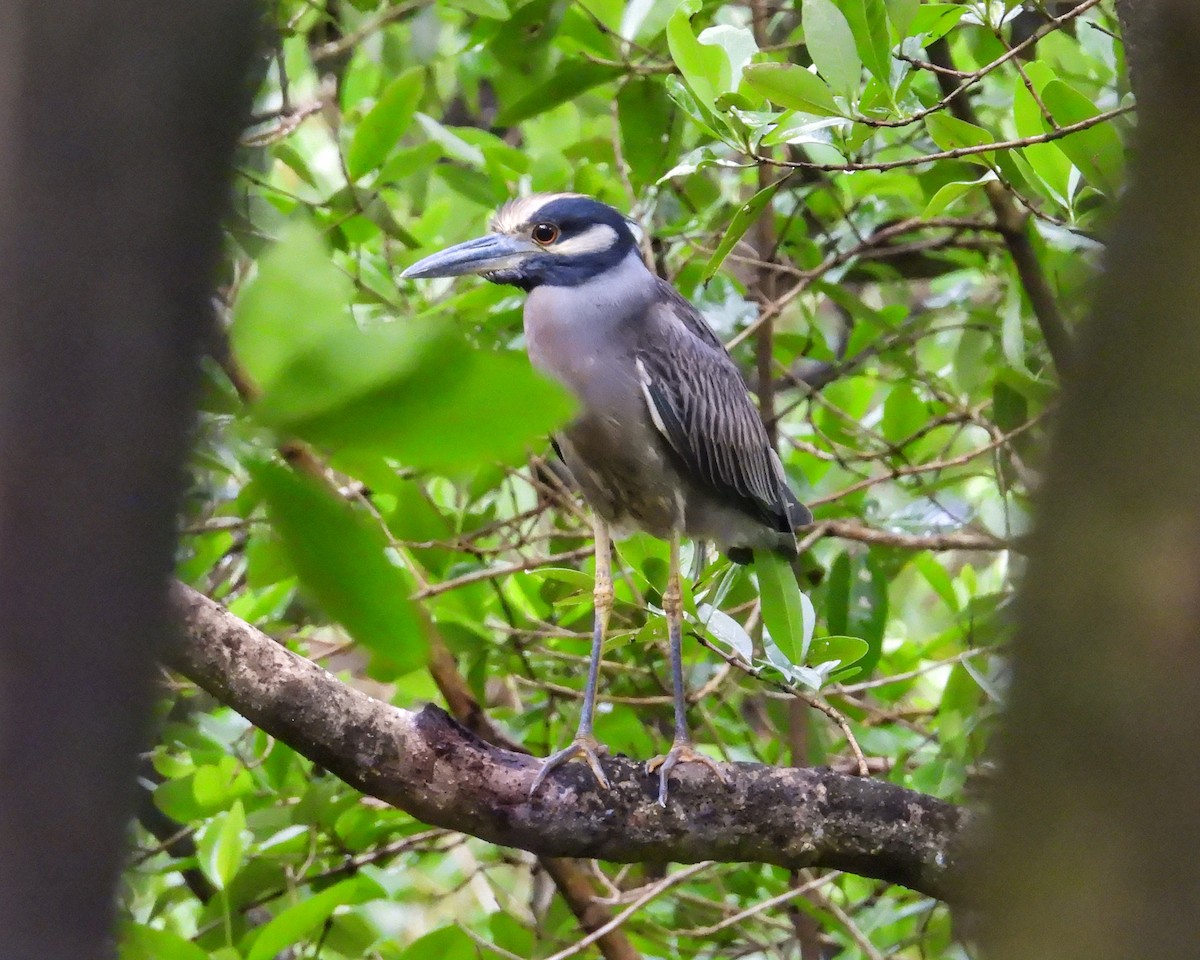 אנפת לילה צהובת-כיפה - ML646072921
