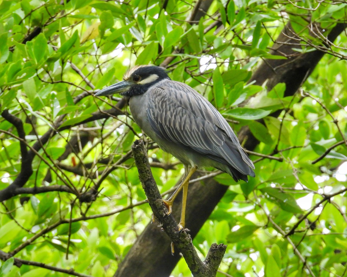 אנפת לילה צהובת-כיפה - ML646072922