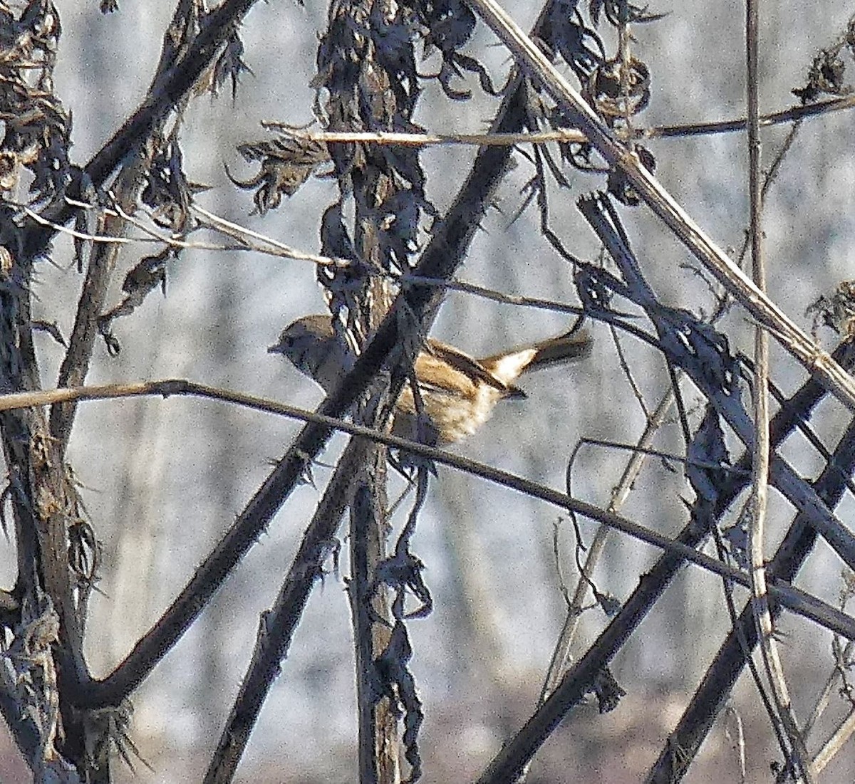 Schwarzkehlchen - ML646072924