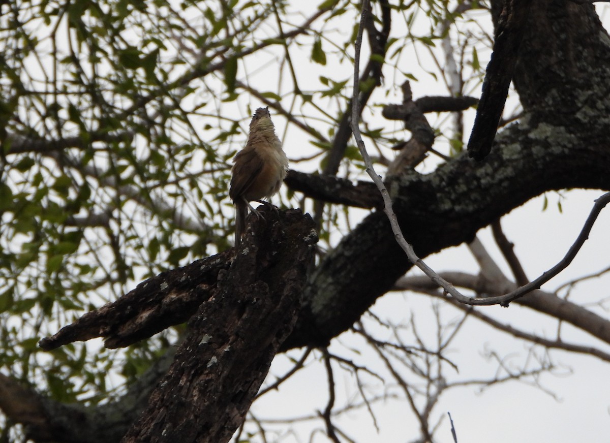 Plain Thornbird - ML646072927