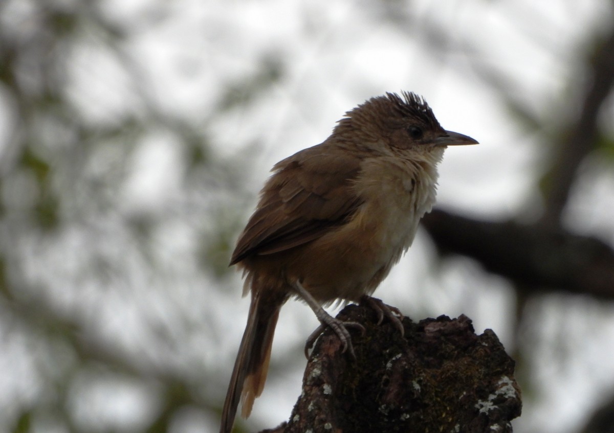 Plain Thornbird - ML646072928