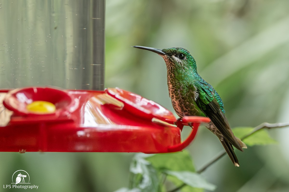 Green-crowned Brilliant - ML646072929