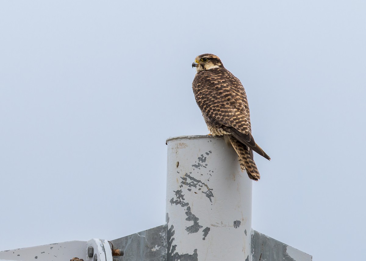 Sakre belatza - ML646072934