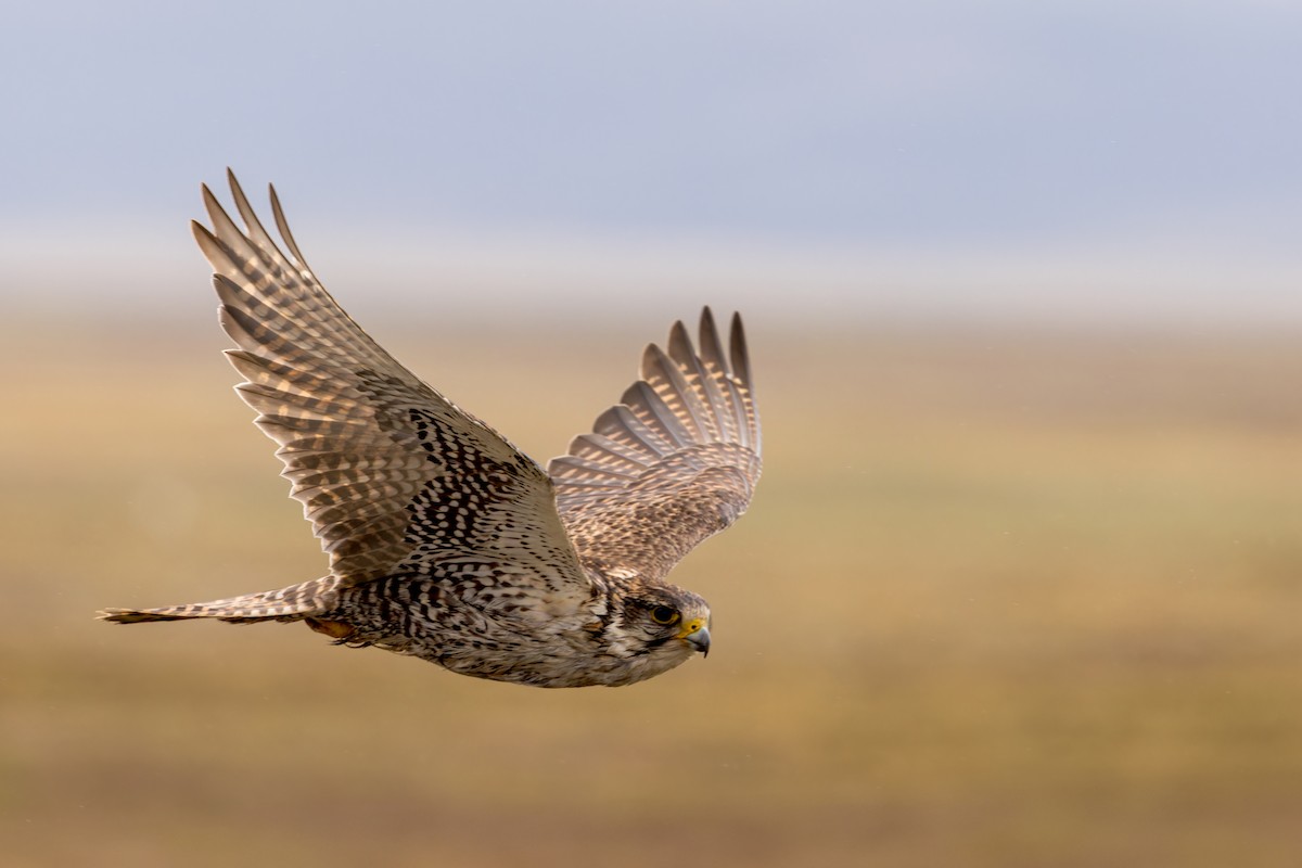 Sakre belatza - ML646072936