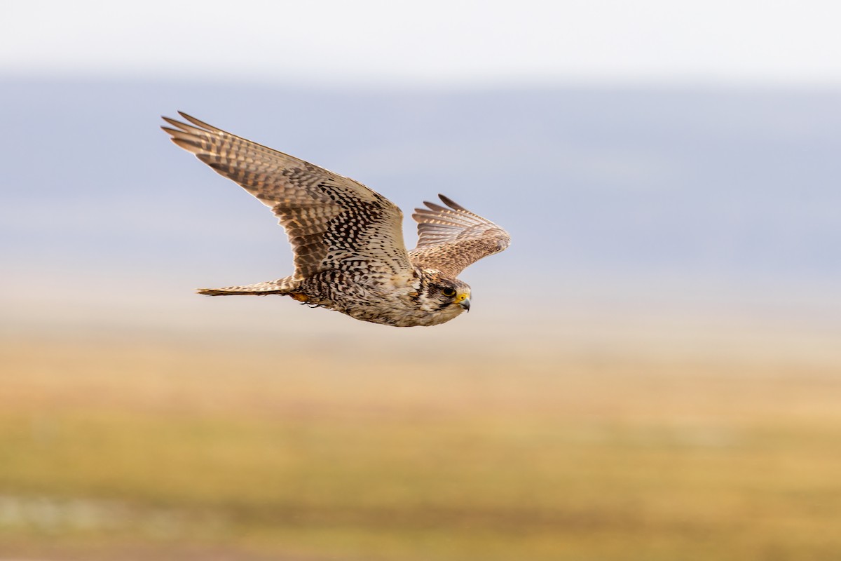 Sakre belatza - ML646072937