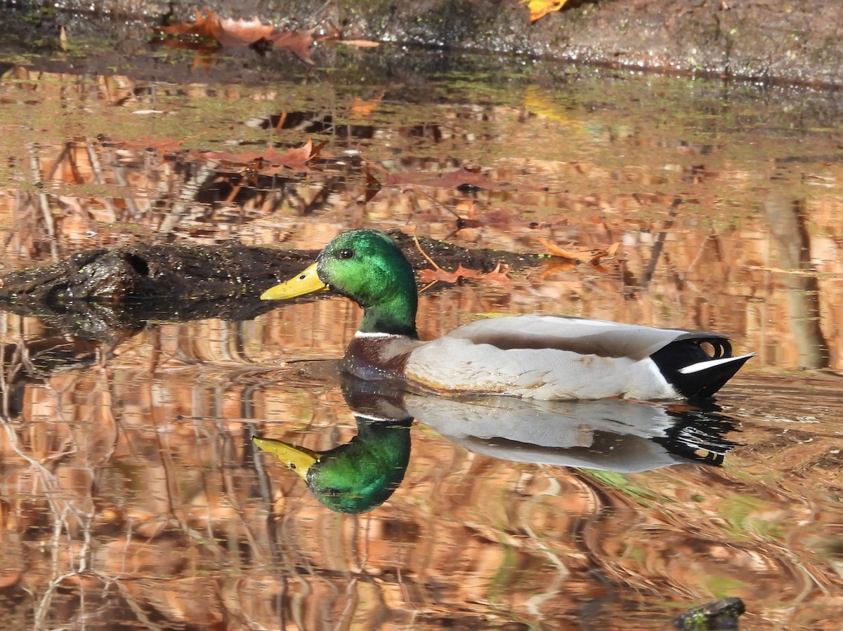 Mallard - ML646072938