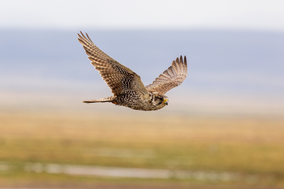 Sakre belatza - ML646072939