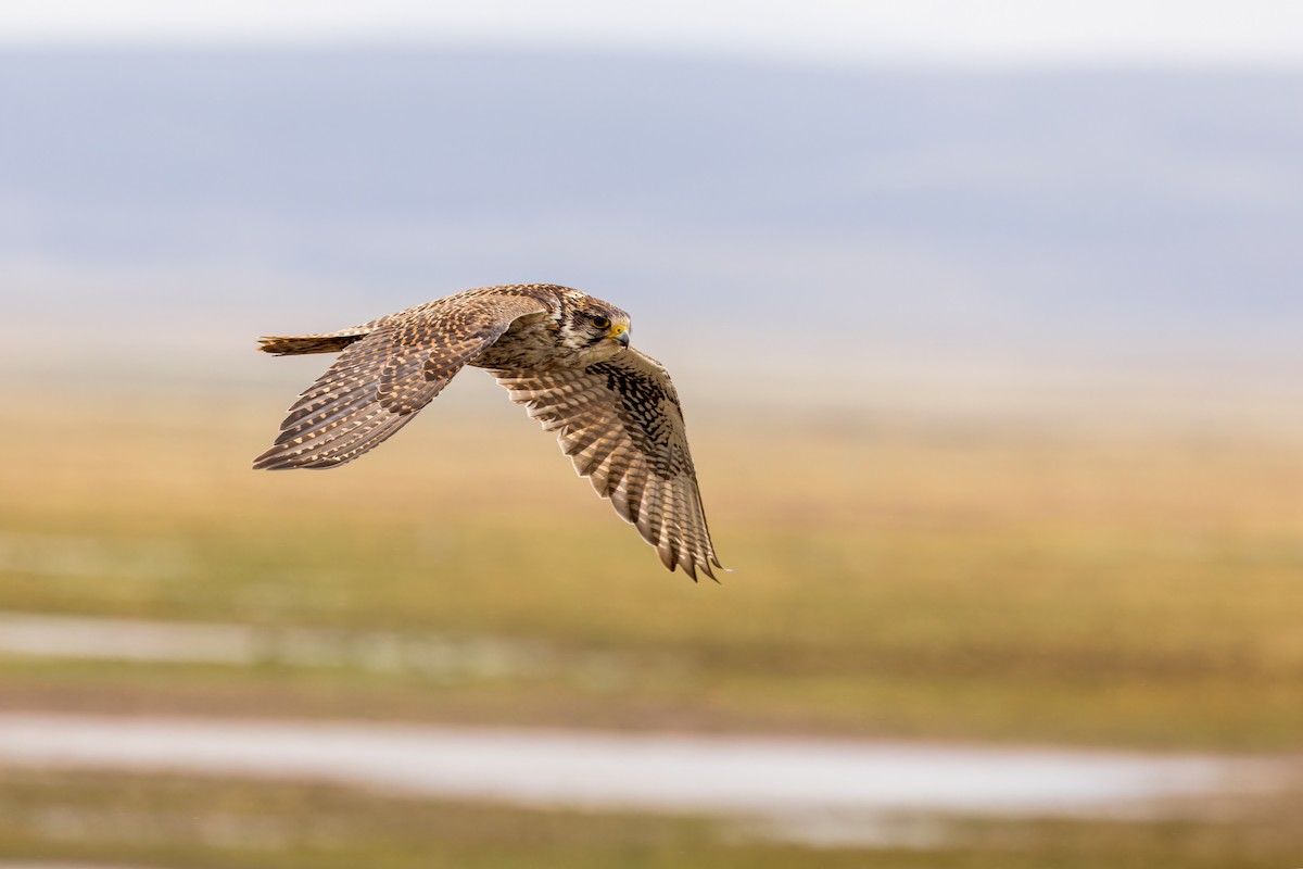 Sakre belatza - ML646072941