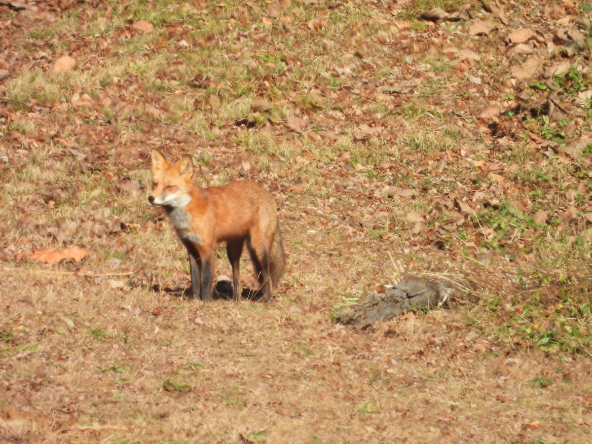 Animals - ML646072944