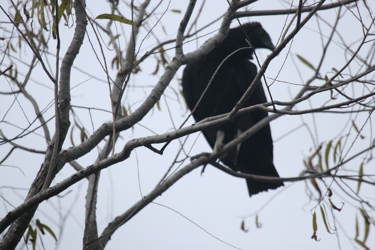 Black Vulture - ML646072945
