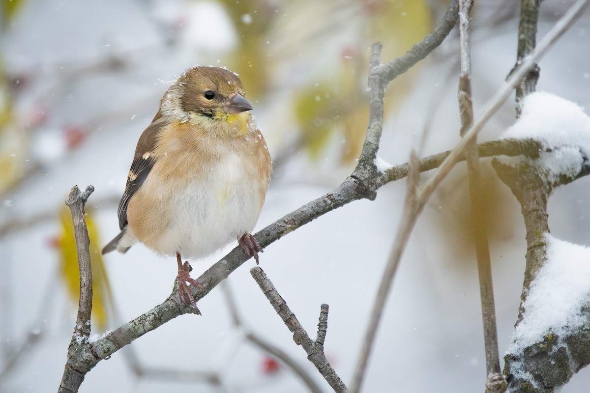 American Goldfinch - ML646072947