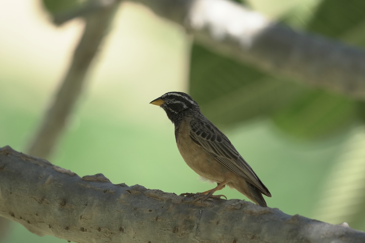 Cinnamon-breasted Bunting - ML646072950