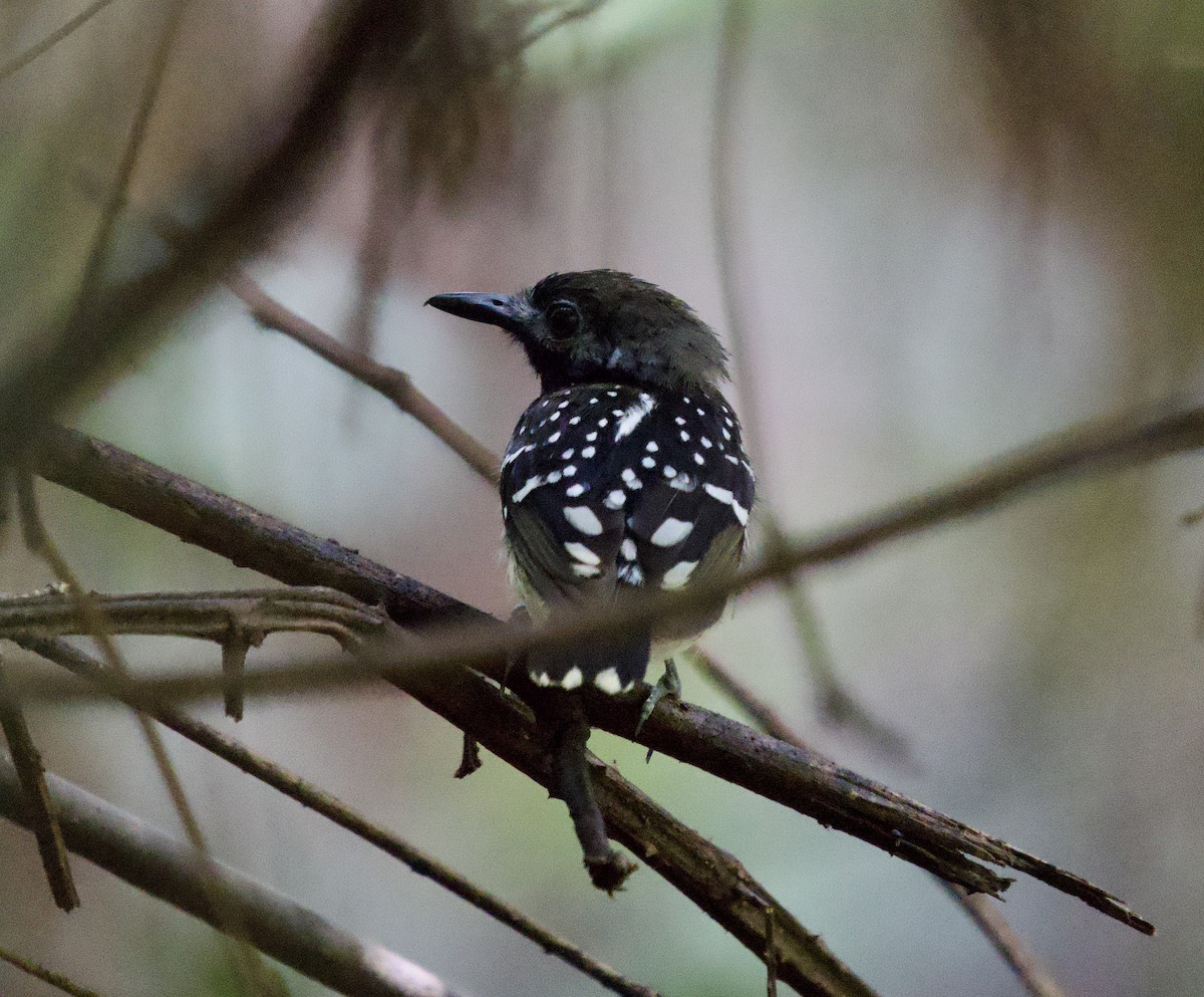 Dot-backed Antbird - ML646072954