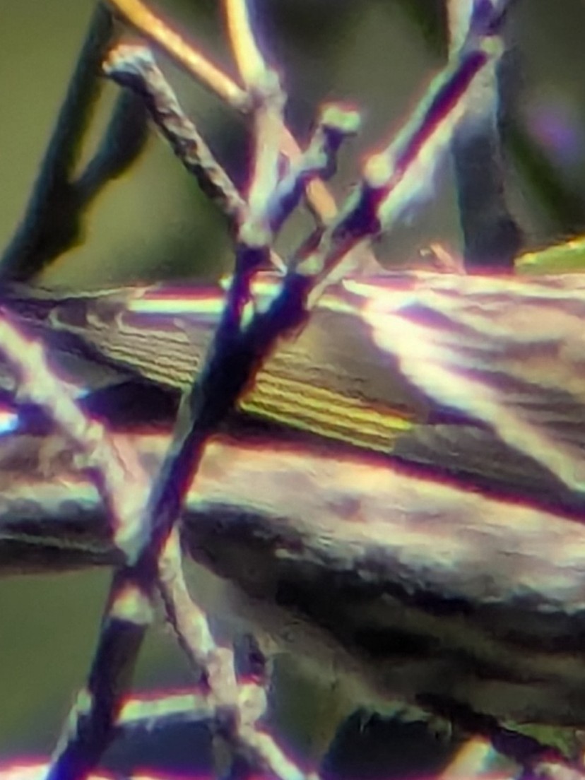 stripesisik - ML646072955