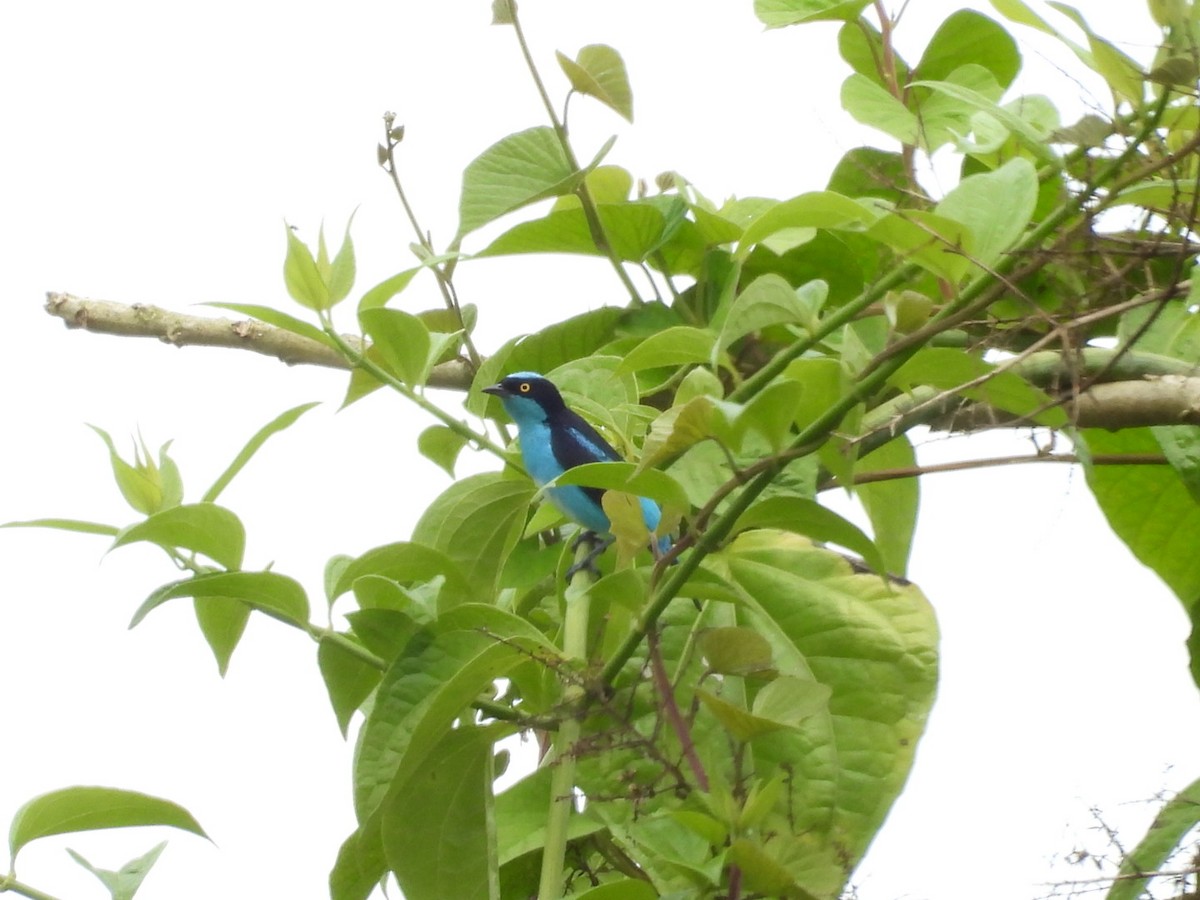 Black-faced Dacnis - ML646072956