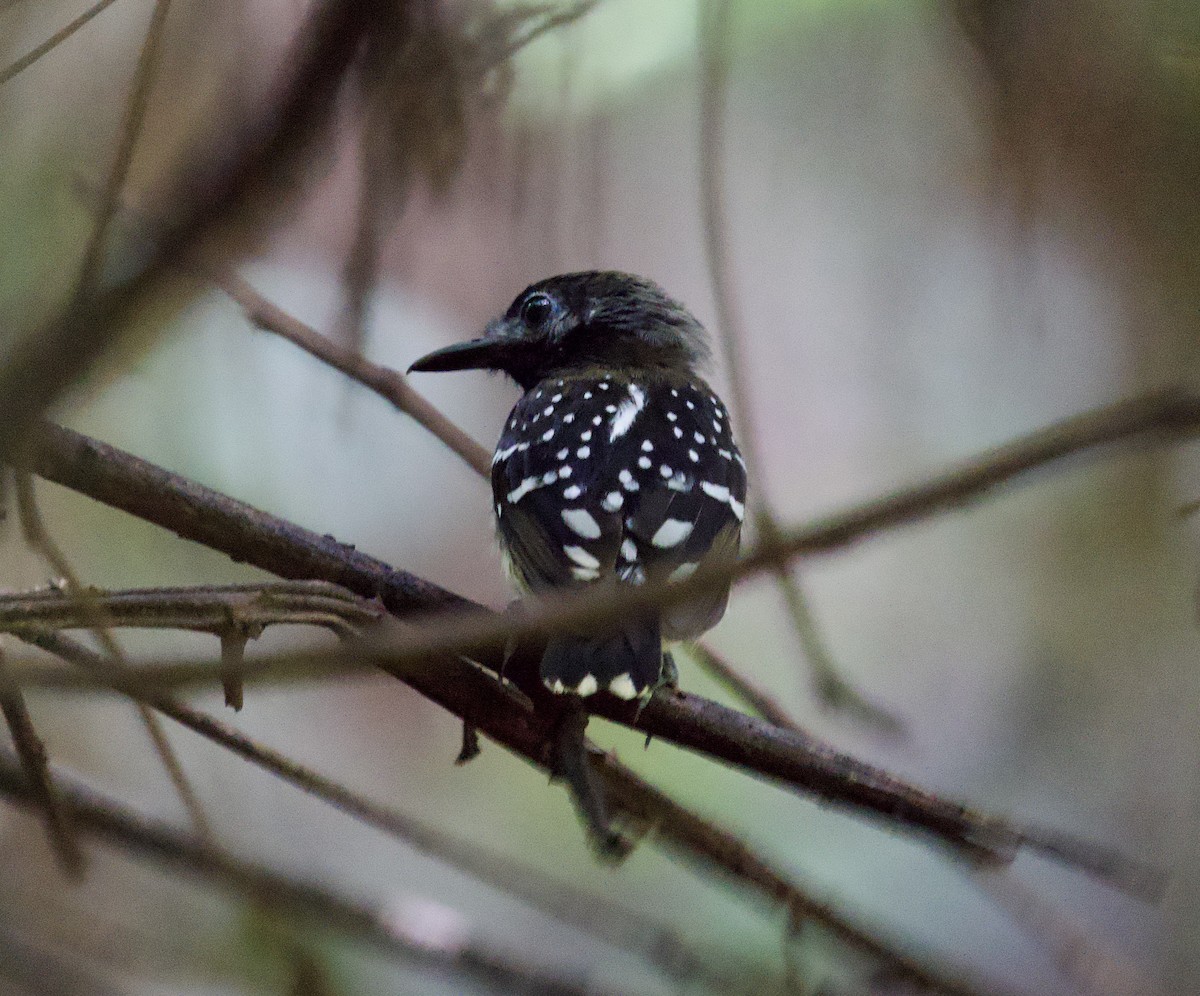 Dot-backed Antbird - ML646072959