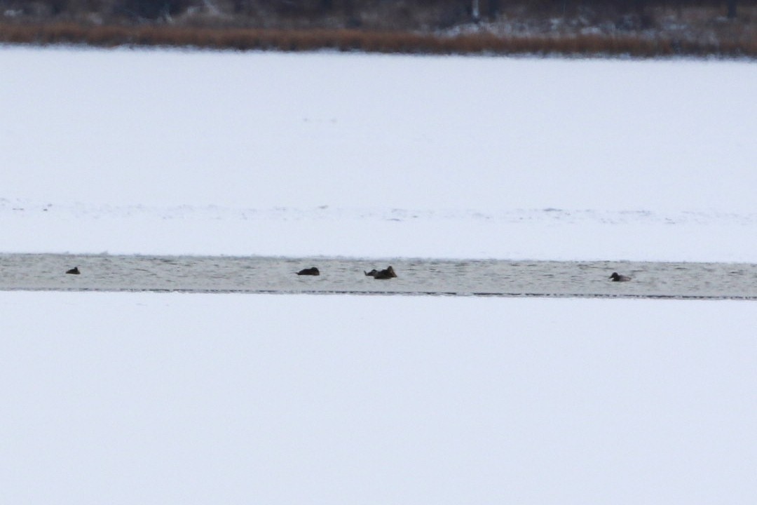 Common Eider - ML646072960