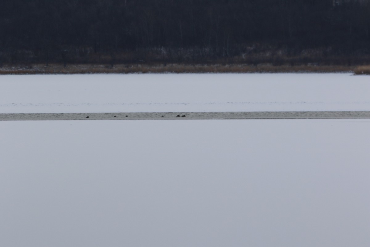 Common Eider - ML646072961