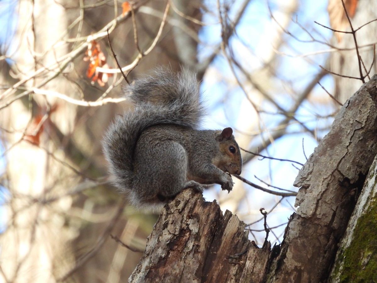 Eastern Gray Squirrel - ML646072963